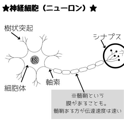 ニューロンの解説図