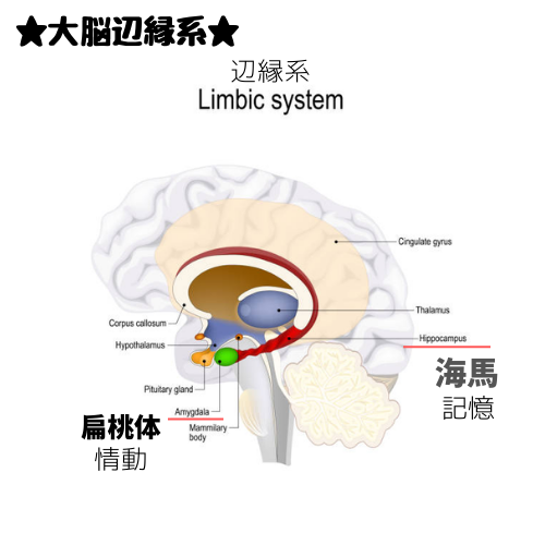 大脳辺縁系の図
