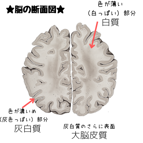 脳の断面図