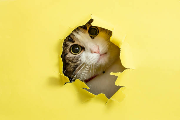 黄色い壁の破れた個所から覗き見る猫