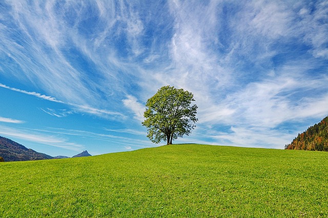 草原に生える1本の木と青空